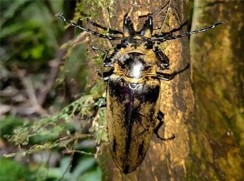 天牛哥最新爆料新闻网